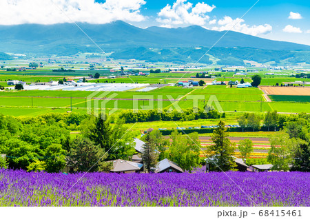北海道富良野町　夏のファーム富田　十勝連峰と富良野盆地の眺望 68415461