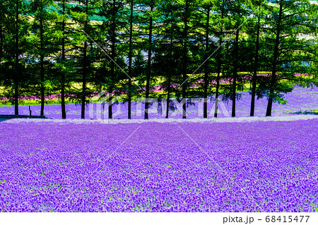 北海道富良野町 夏のファーム富田 ラベンダー畑と並木の写真素材