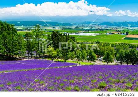 北海道富良野町　夏のファーム富田　十勝連峰と富良野盆地の眺望 68415555