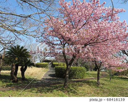 河津桜が咲く逗子市の大崎公園 68416139