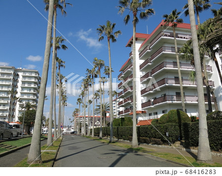 ヤシの木並木が美しい逗子マリーナ（リビエラプラザ付近） 68416283