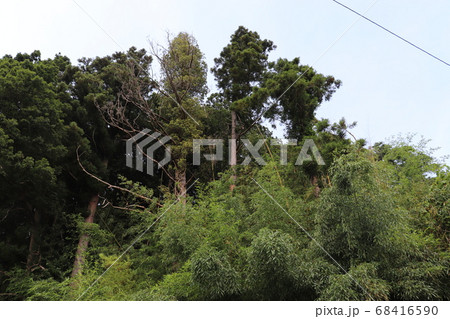 木々 68416590