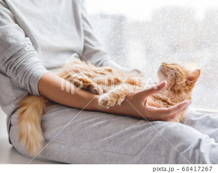 Cute ginger cat lying on woman's knees. Woman in grey pajama strokes fluffy pet. Cozy snowy winter morning at home. Cute ginger cat lying on woman's knees. Woman in grey pajama strokes fluffy pet. Cozy snowy winter morning at home. 68417267