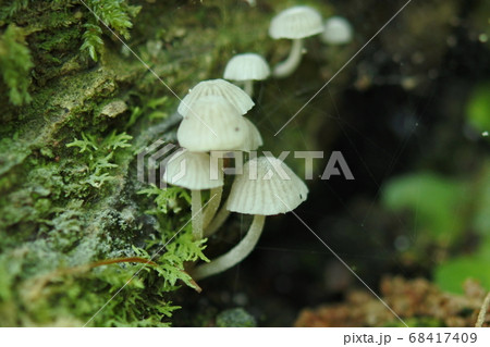 イヌセンボンタケ　苔の生えた朽ち木に複数生える 68417409