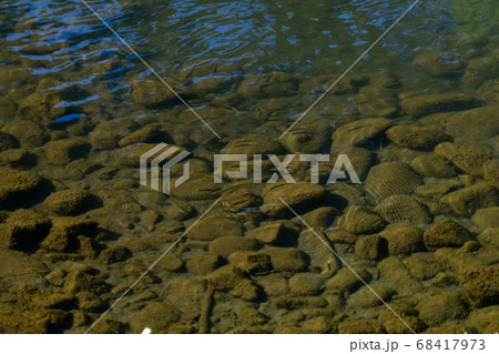 きれいな夏の小川で涼し気に泳ぐ小魚たち 68417973