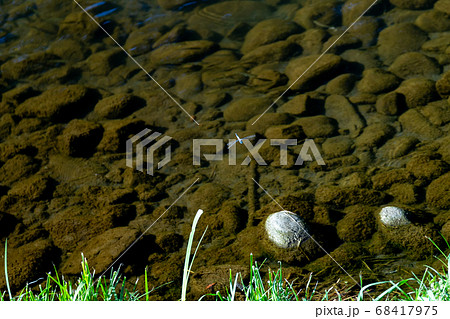 きれいな夏の小川で涼し気に泳ぐ小魚たち 68417975