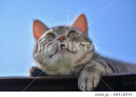 日光浴をする表情豊かな猫	 68418042