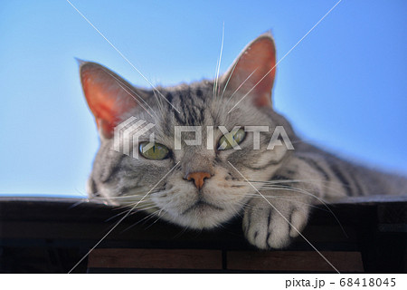 日光浴をする表情豊かな猫 の写真素材