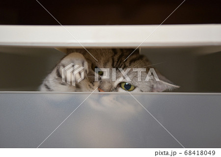 衣装ケースに入ってイタズラする猫 衣装ケースに入ってイタズラする猫 68418049