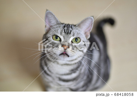 半開きの口で見上げる猫	 68418058