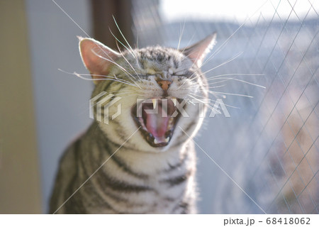 窓際で大欠伸をする猫 68418062