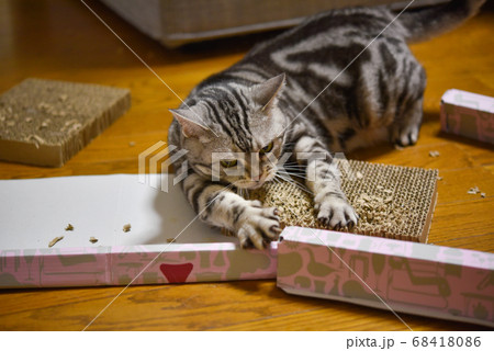 爪とぎを破壊して遊ぶワンパクな猫 爪とぎを破壊して遊ぶワンパクな猫 68418086