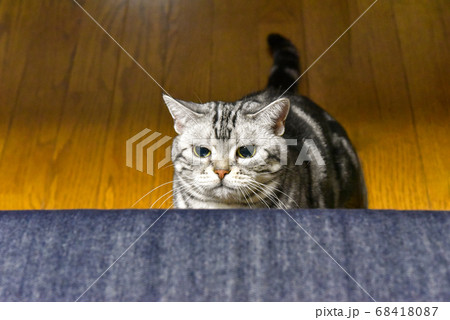 見つめる猫 68418087