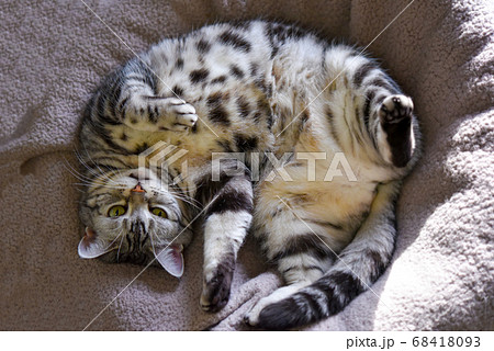 ブランケットの上に仰向けで寝転がる猫 ブランケットの上に仰向けで寝転がる猫 68418093
