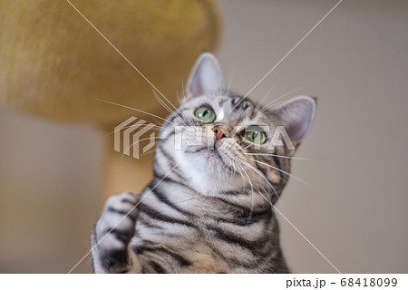 おもちゃに手を出そうとしている猫	 68418099