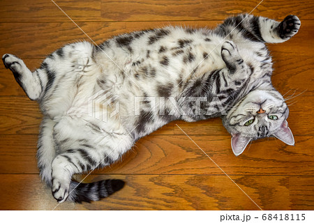 ヘソ天で寝る猫	 68418115