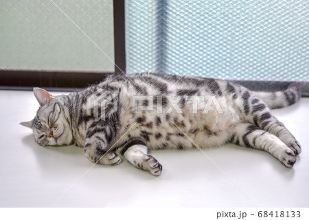 出窓で昼寝中の猫	 68418133