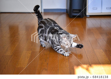 針金で遊ぶ猫 68418138