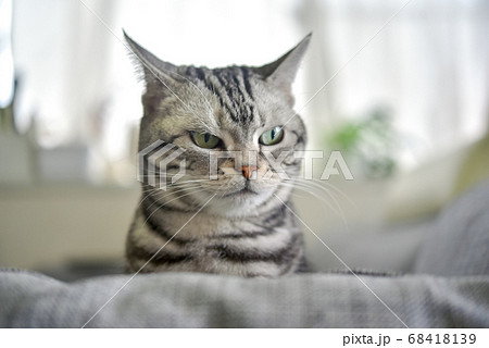 ソファーからひょっこり顔を出す猫 ソファーからひょっこり顔を出す猫 68418139