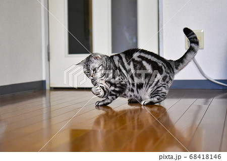 針金で遊ぶ猫 針金で遊ぶ猫 68418146