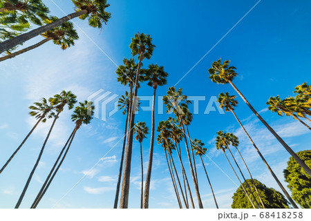Palm trees in Mission bay 68418258