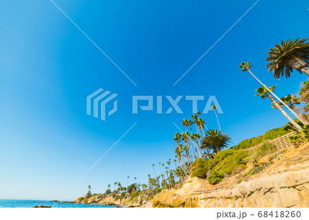 Palm trees by the shore in Laguna Beach 68418260