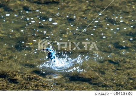 夏の小川でかわせみが小魚をとるために飛び込みをする風景 68418330
