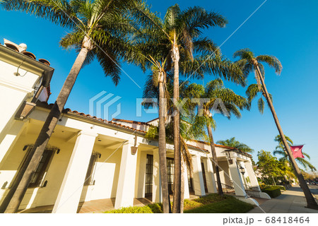 palm trees in Santa Barbara 68418464