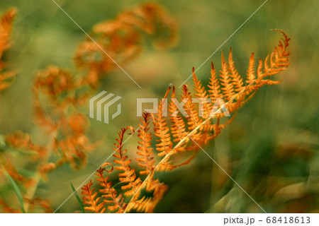 Yellowed fern leaf on a blurred background. Dry fern leaf in the forest. Autumn tropical background. Yellowed fern leaf on a blurred background. Dry fern leaf in the forest. Autumn tropical background. 68418613