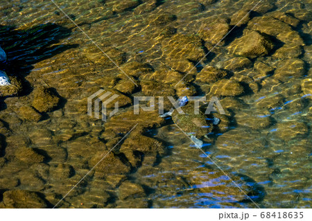 夏の小川で亀が涼し気に泳ぐ風景 68418635