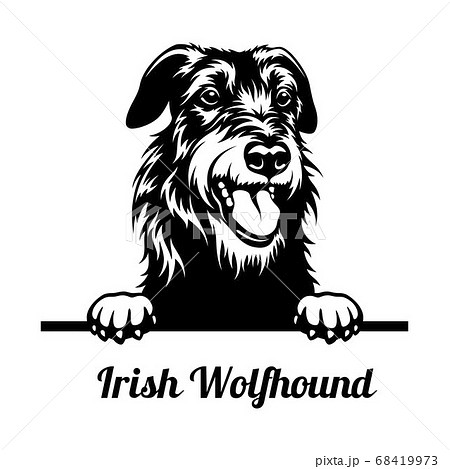 Peeking Dog - Irish Wolfhound breed - head isolated on white 68419973