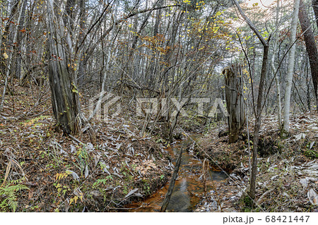 ヒバ埋没林 68421447