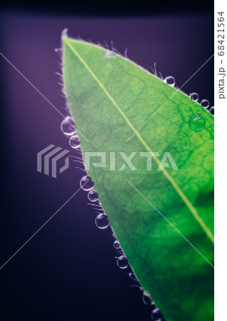 Small drops of water on the edges of a green leaf. Small drops of water on the edges of a green leaf. 68421564