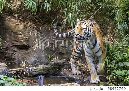 多摩動物公園 アムールトラ 多摩動物公園 アムールトラ 68422769