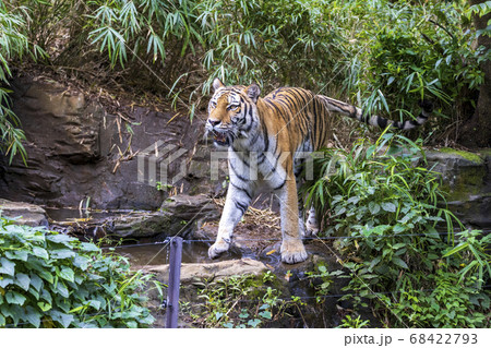 多摩動物公園 アムールトラ 多摩動物公園 アムールトラ 68422793