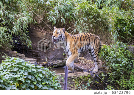 多摩動物公園 アムールトラ 多摩動物公園 アムールトラ 68422796