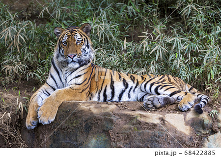 多摩動物公園 アムールトラ 68422885