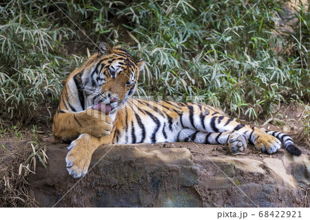 多摩動物公園 アムールトラ 多摩動物公園 アムールトラ 68422921