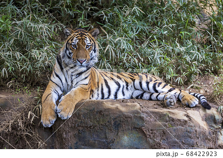 多摩動物公園 アムールトラ 多摩動物公園 アムールトラ 68422923