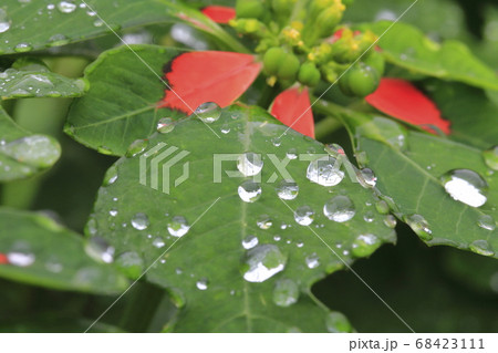 サマーポインセチアと光る水滴 サマーポインセチアと光る水滴 68423111