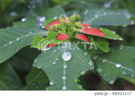 サマーポインセチアと光る水滴　 68423117