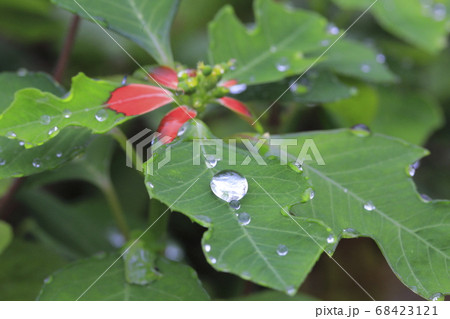 サマーポインセチアと光る水滴　 68423121