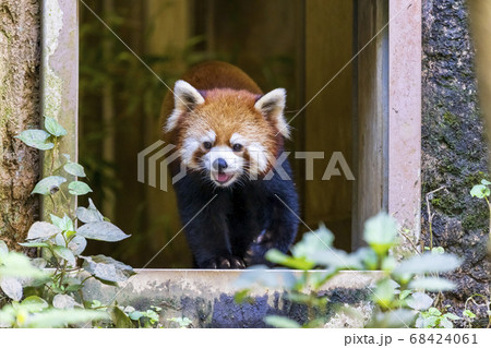 レッサーパンダ 多摩動物公園 68424061