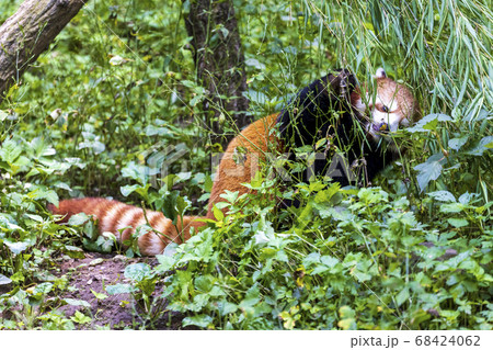 レッサーパンダ 多摩動物公園 レッサーパンダ 多摩動物公園 68424062