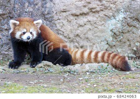 レッサーパンダ 多摩動物公園 68424063