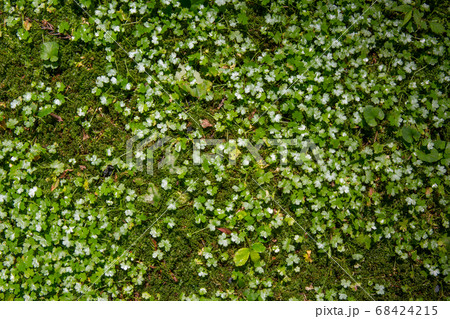 藻で覆われた地面 68424215