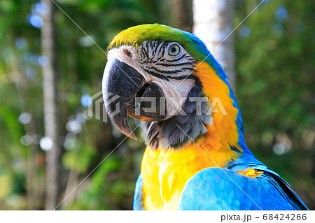 ara ararauna. parrot with blue and yellow feathers 68424266