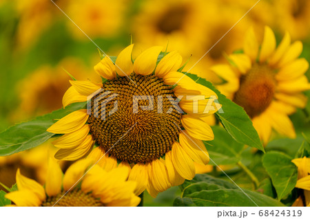 Sunflowers blooming in the field 68424319