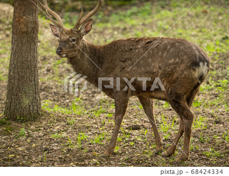 Sika deer Cervus nippon or japanese spotted deer 68424334