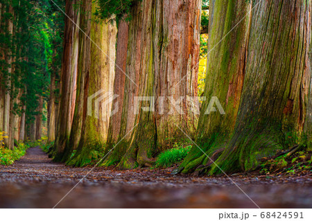 秋の戸隠神社奥社へ続く参道　【長野県】 68424591